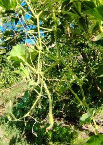 Courge serpent sur le plant