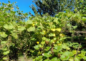 Plant de courge serpent dans notre jardin