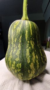 Courge verte du Guatemala